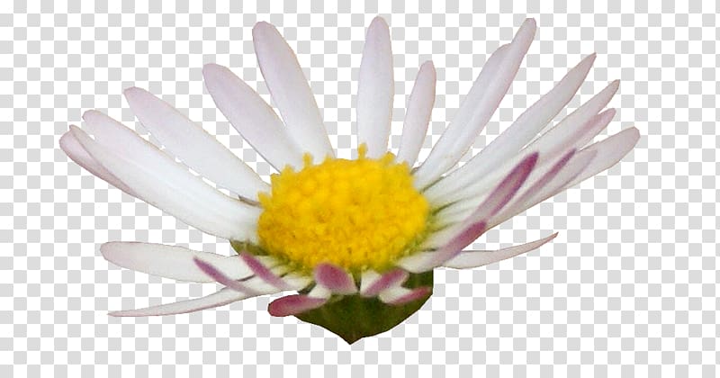 Digital scrapbooking Flower, infographic elements transparent background PNG clipart