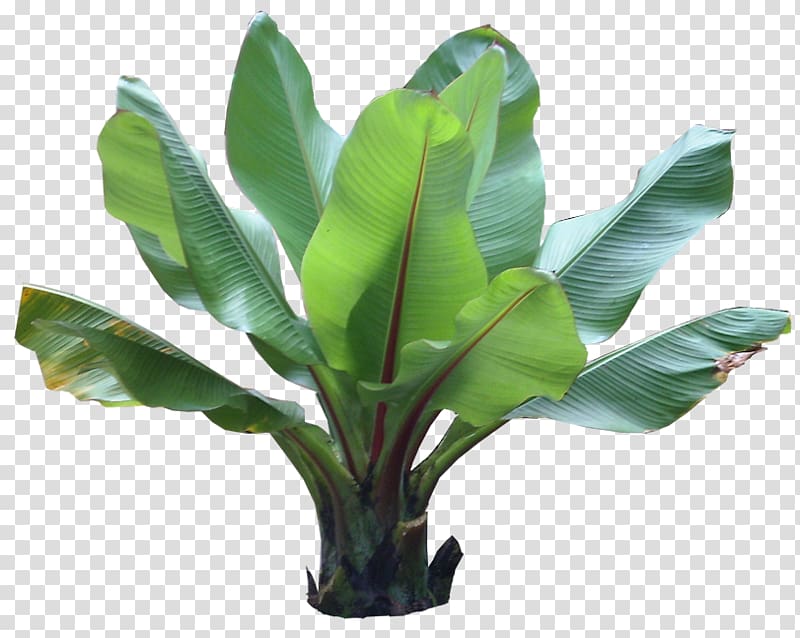 Barringtonia asiatica Plant Tropics, banana leaves transparent background PNG clipart