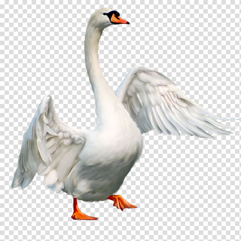 Mute swan Bird Goose, Domesticated goose transparent background PNG clipart