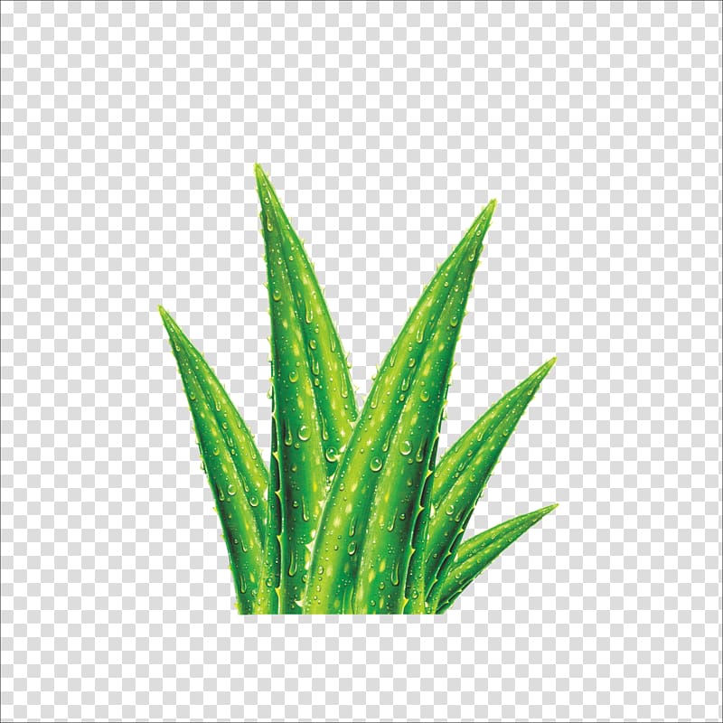 Aloe vera Euclidean Cosmetics Skin Gel, Aloe transparent background PNG clipart