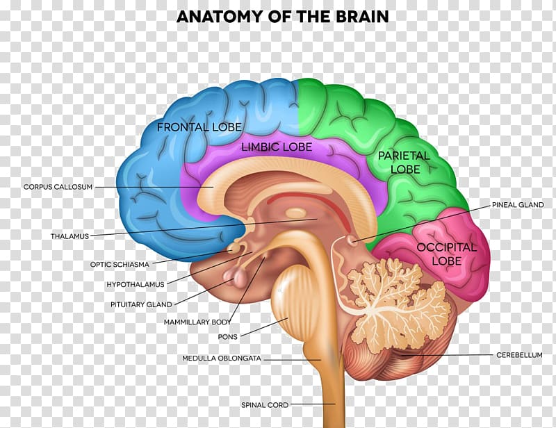 Human brain Anatomy Human body Sagittal plane, Brain transparent background PNG clipart