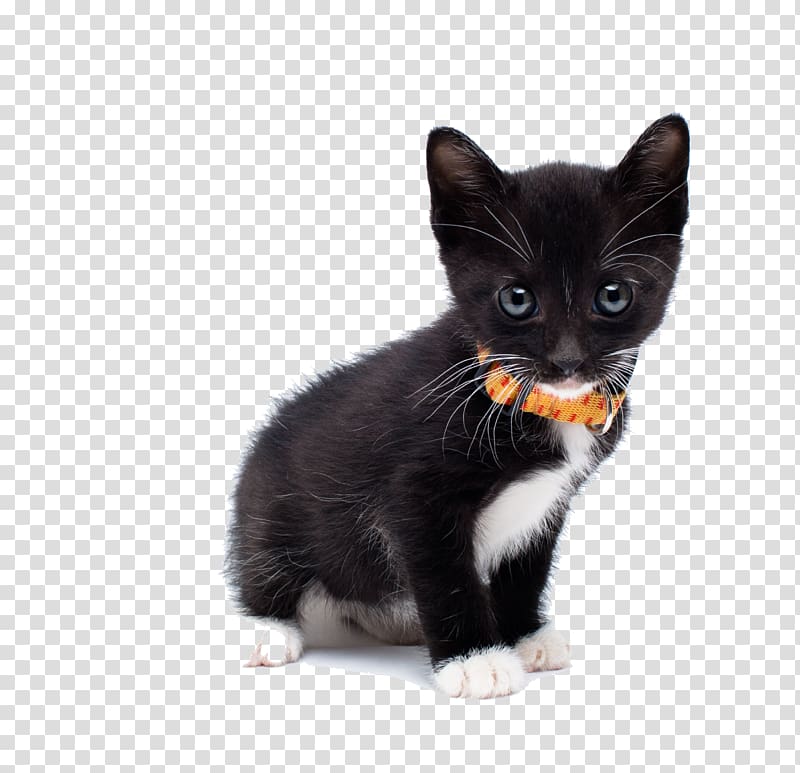 European shorthair Manx cat American Wirehair Maine Coon Kitten, Physical black cat transparent background PNG clipart