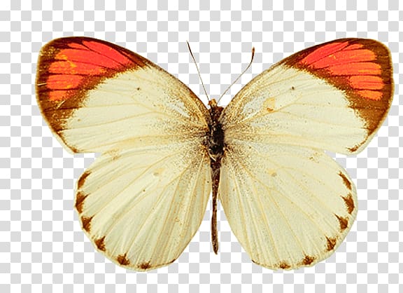 white and orange butterfly, White Orange Butterfly transparent background PNG clipart