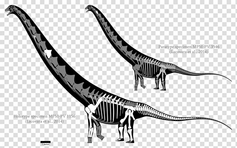 Velociraptor Futalognkosaurus Dreadnoughtus Carcharodontosaurus Mamenchisaurus, dinosaur transparent background PNG clipart