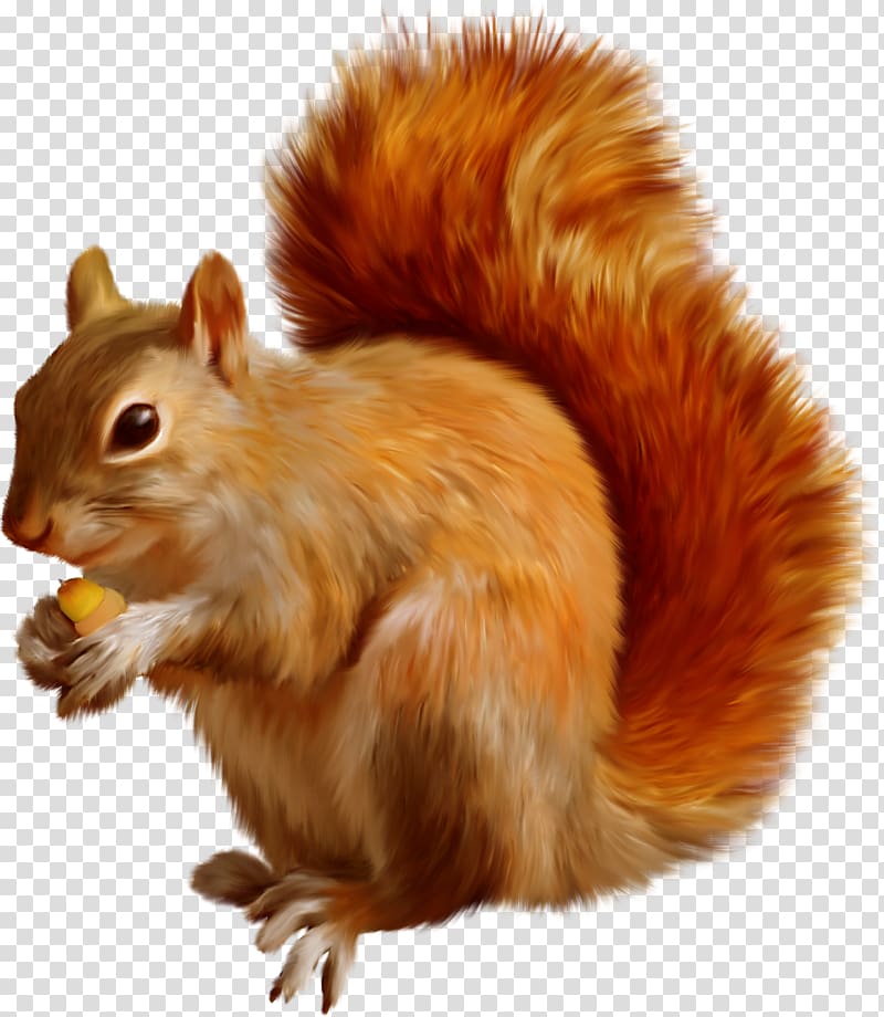 Tree squirrel Dog Mexican gray squirrel, squirrel transparent background PNG clipart