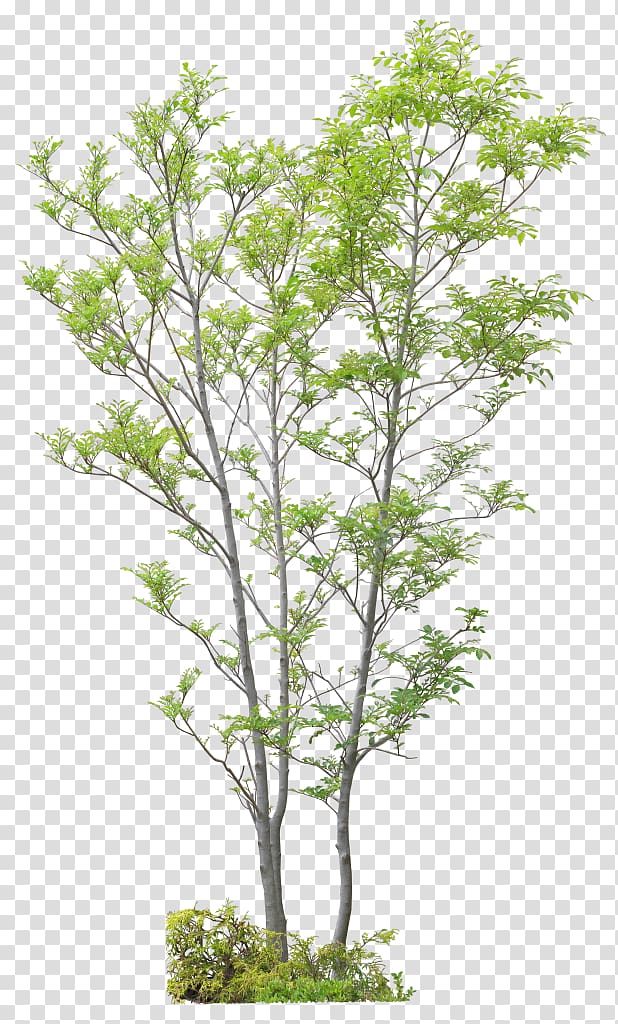 Twig Tree Shrub Advertising, tree transparent background PNG clipart