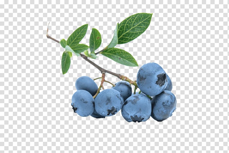 Blueberry Tea Highbush blueberry, blueberry transparent background PNG clipart