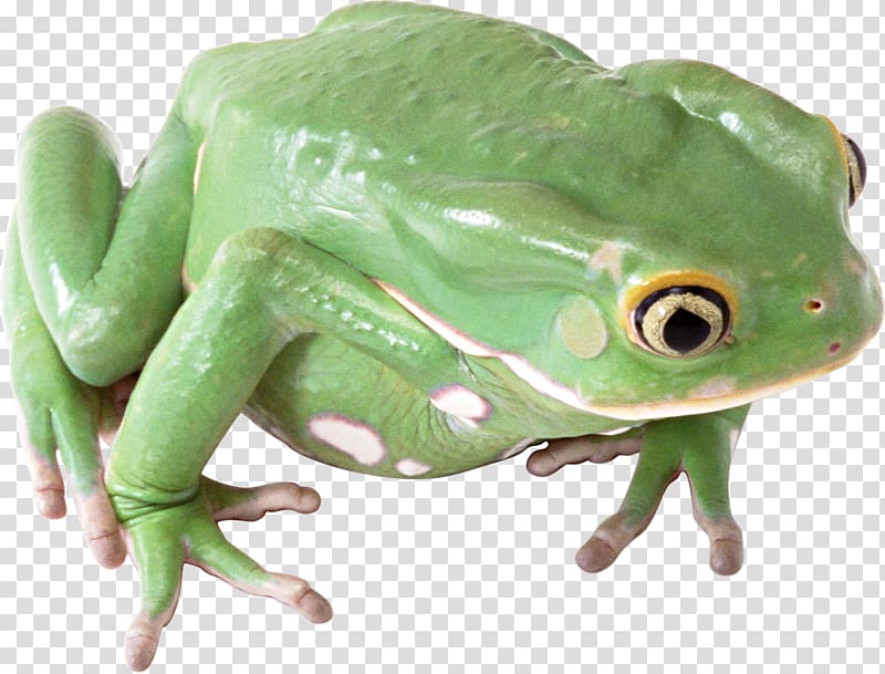 Common frog, frog transparent background PNG clipart