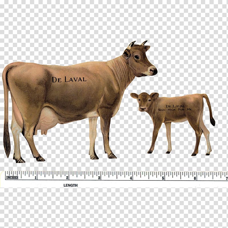 Jersey cattle Cow-calf operation Ox DeLaval, cow transparent background PNG clipart