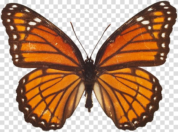 Monarch butterfly Insect Arthropod Anise swallowtail, butterfly transparent background PNG clipart