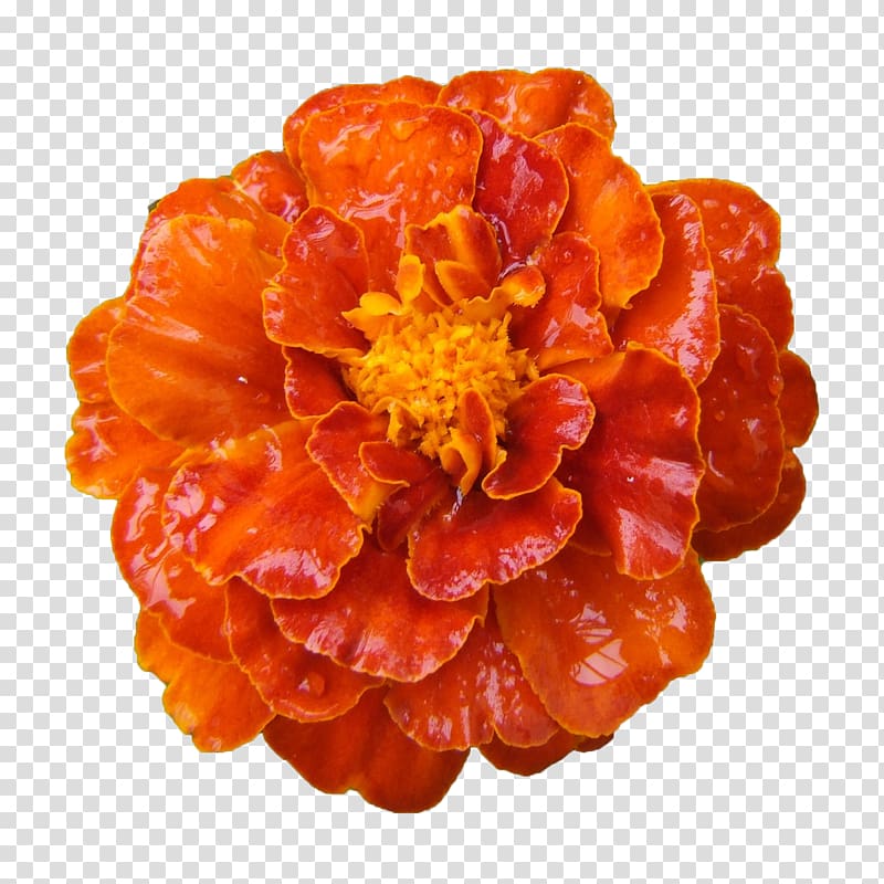 Mexican marigold Calendula officinalis Flower, Marigold flower transparent background PNG clipart