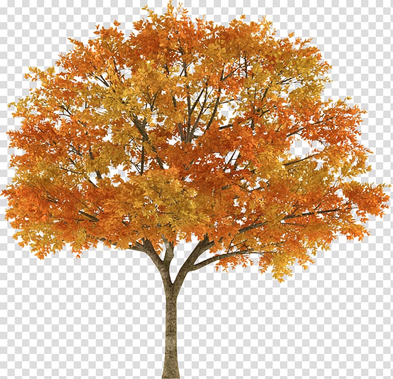 Tree Autumn Maple Branch, tree top transparent background PNG clipart