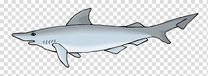 Requiem shark Squaliformes Tiger shark Whale shark, Sharks material transparent background PNG clipart