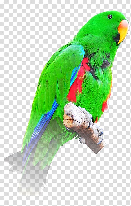 Budgerigar Bird Macaw Loriini Eclectus parrot, lord krishna transparent background PNG clipart