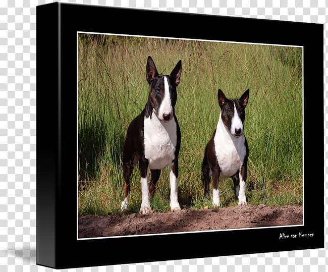 Miniature Bull Terrier Boston Terrier Dog breed American Staffordshire Terrier, bull terrier transparent background PNG clipart