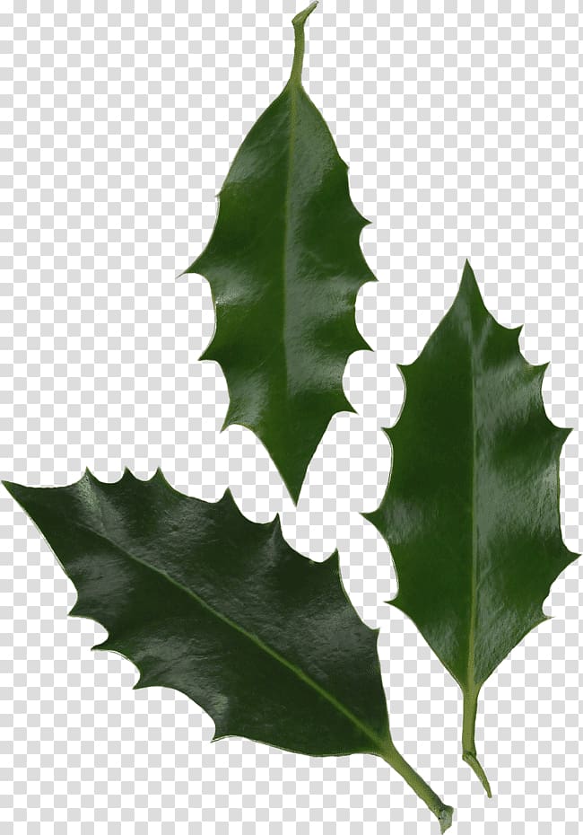 Common holly Leaf Oregon Grape Japanese holly Tree, Leaf transparent background PNG clipart