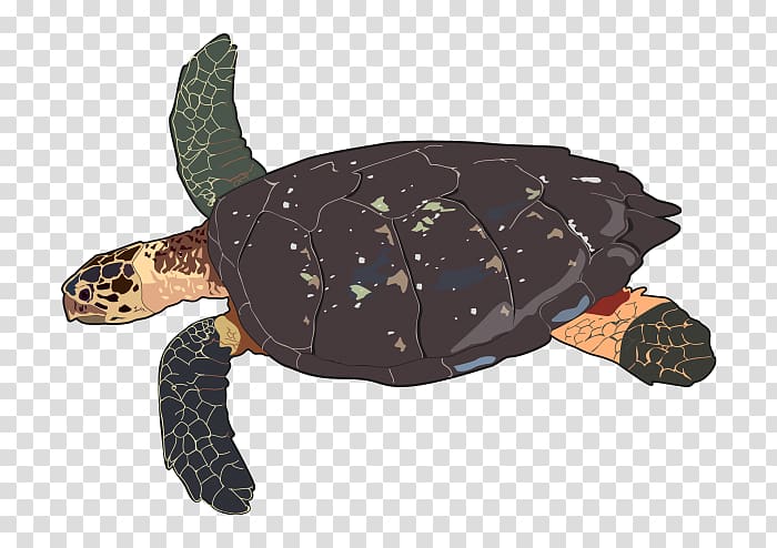 Loggerhead sea turtle Hawksbill sea turtle Leatherback sea turtle, turtle transparent background PNG clipart