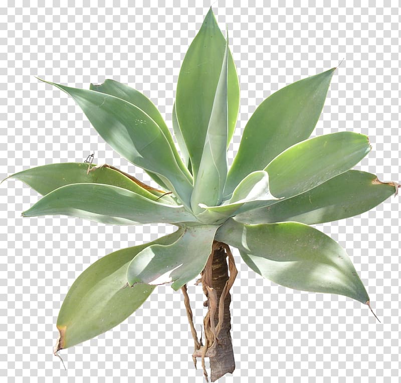 Agave azul Texture mapping 3D computer graphics, flora transparent background PNG clipart