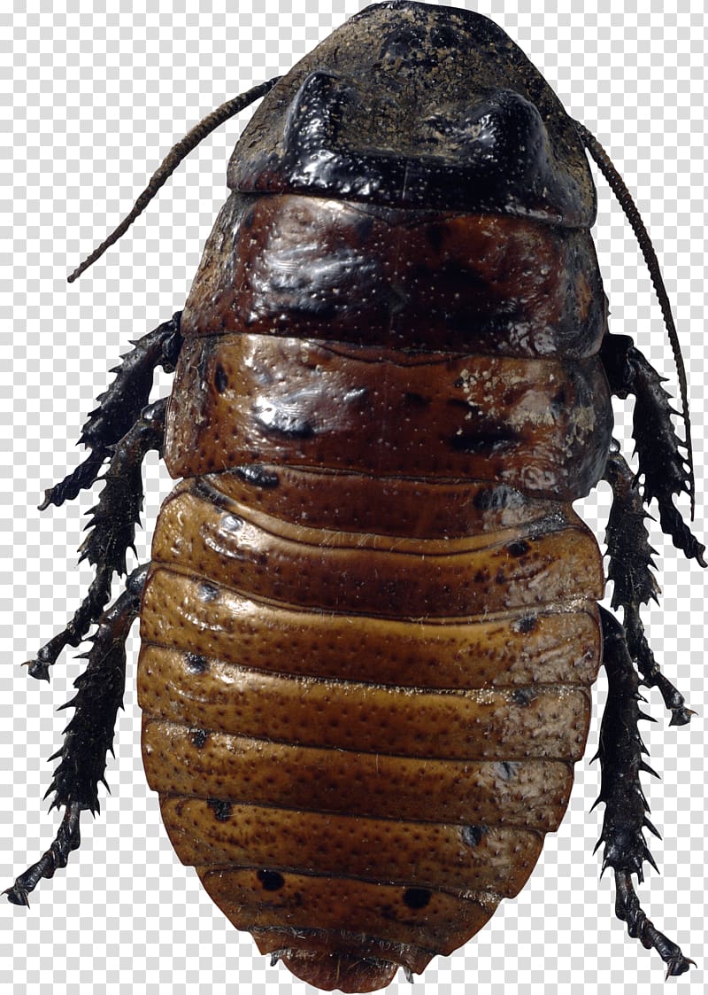 Cockroach Insect Mosquito, cockroach transparent background PNG clipart