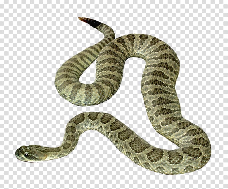 Snake Reptile , PARADİSE transparent background PNG clipart