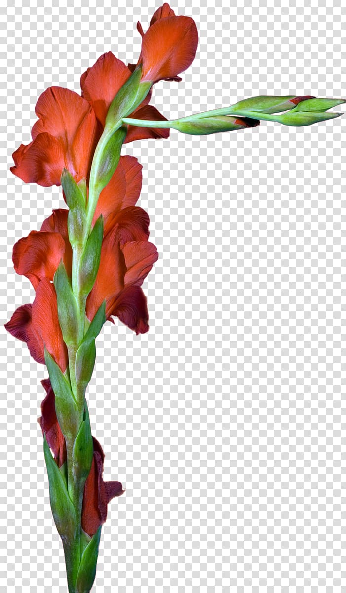 Gladiolus Cut flowers Floral design Plant stem, gladiolus transparent background PNG clipart