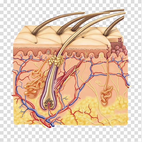 Subcutaneous tissue Human skin Integumentary system Dermis, organs transparent background PNG clipart