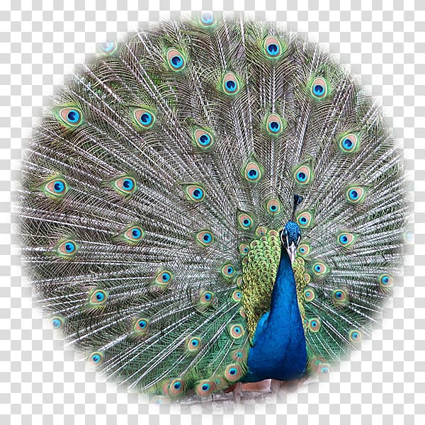 Bird Asiatic peafowl Pavo Feather , Bird transparent background PNG clipart