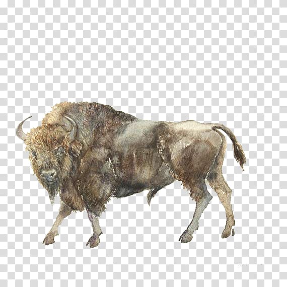 Water buffalo Ox Gaur American bison, others transparent background PNG clipart