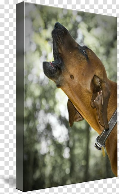 Great Dane Redbone Coonhound Plott Hound Bloodhound Black and Tan Coonhound, Redbone Coonhound transparent background PNG clipart