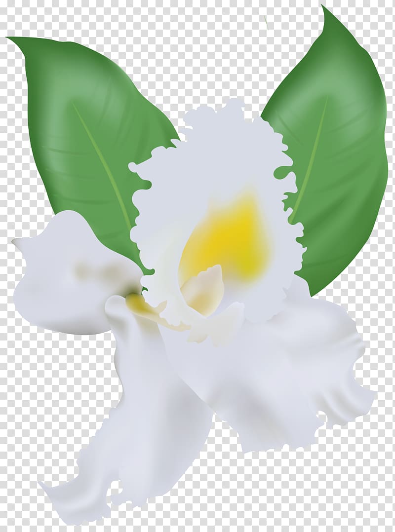 file formats Lossless compression, White Orchid transparent background PNG clipart