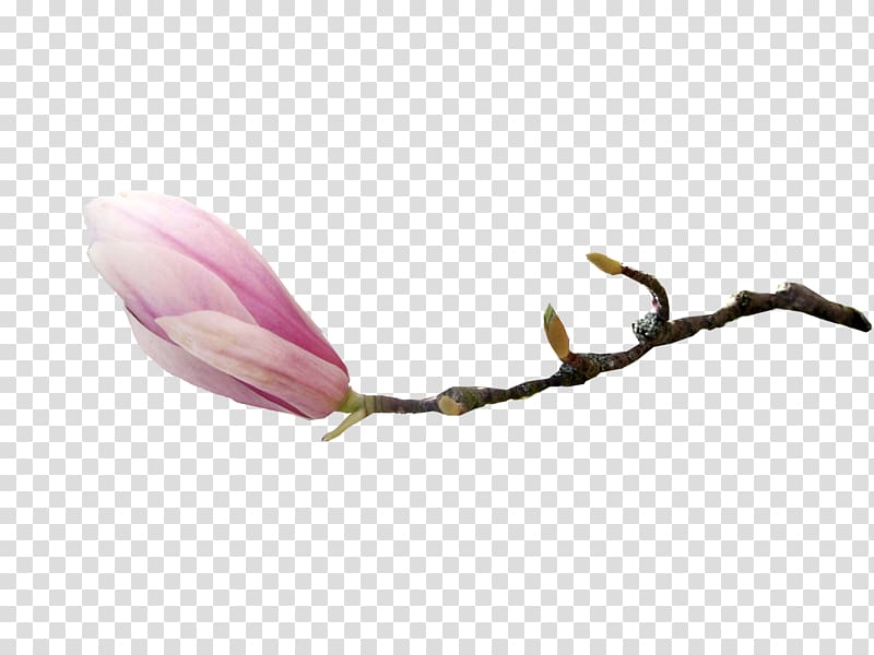 Flower Southern magnolia Magnoliaceae , gladiolus transparent background PNG clipart