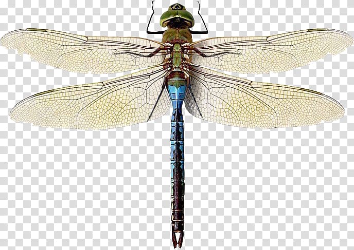 Insect Green darner Damselfly Hairy dragonfly Migrant hawker, insect transparent background PNG clipart