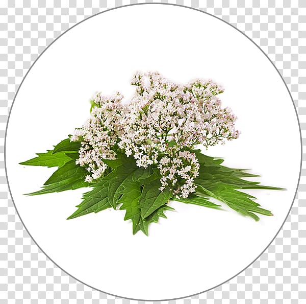 Dietary supplement Valerian Cow Parsley Plant Herb, plant transparent background PNG clipart