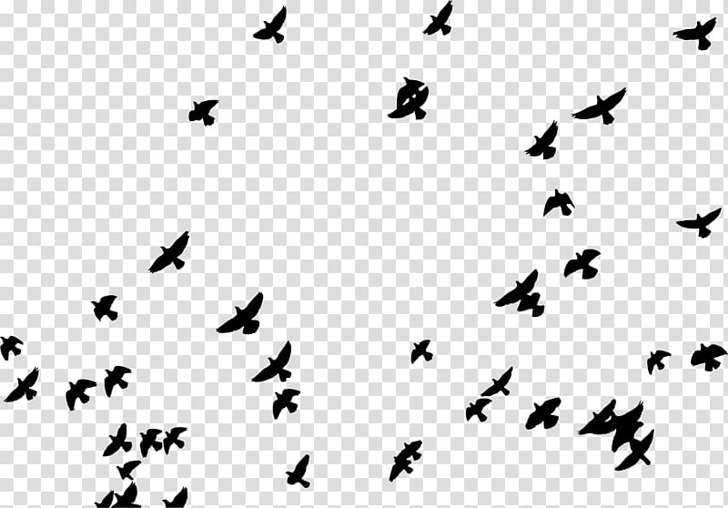 Summer camp Poster Camping, flock of birds transparent background PNG clipart
