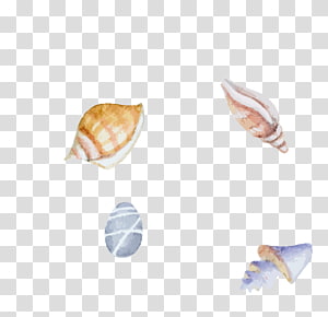 Seashell Clam Sea snail Watercolor painting Illustration, Color hand painted sea river mussel transparent background PNG clipart thumbnail