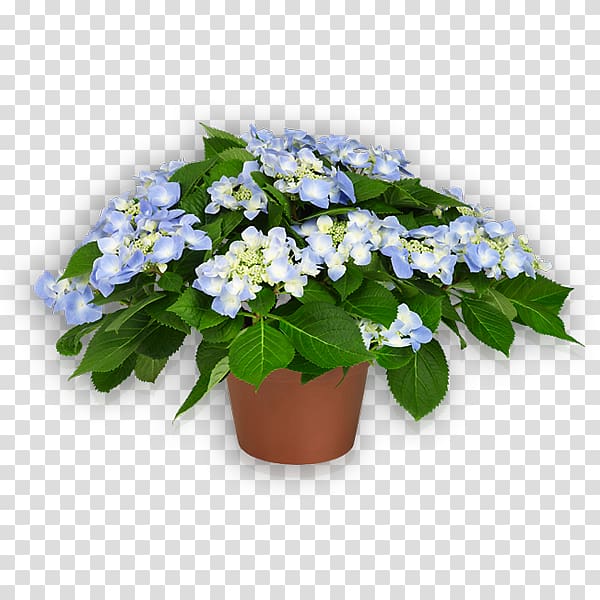 Flowerpot French hydrangea Scorpion grasses Ornamental plant, flower transparent background PNG clipart