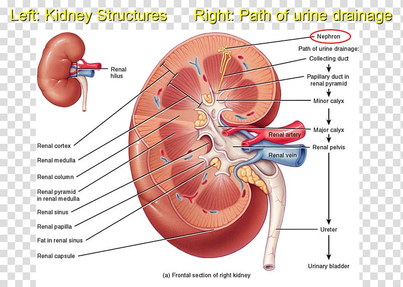 Kidney Excretory system Anatomy Ureter Renal medulla, cortical transparent background PNG clipart