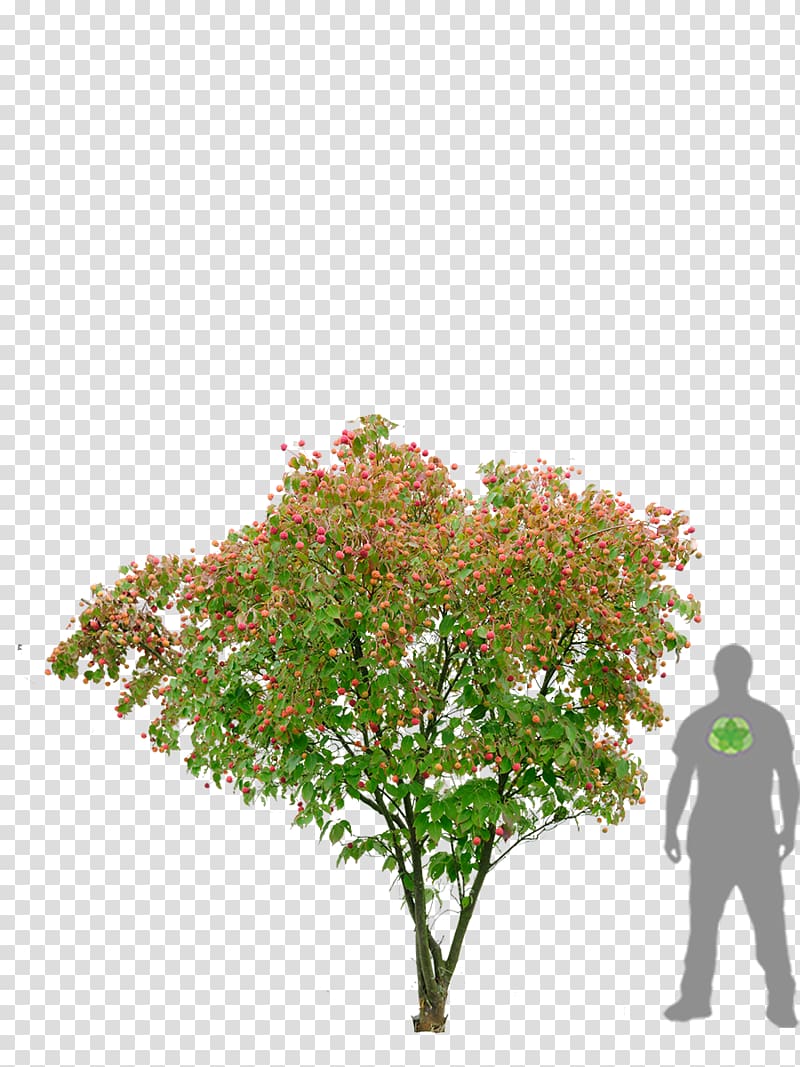 Flowering dogwood Kousa dogwood Pine Garden Japan, others transparent background PNG clipart