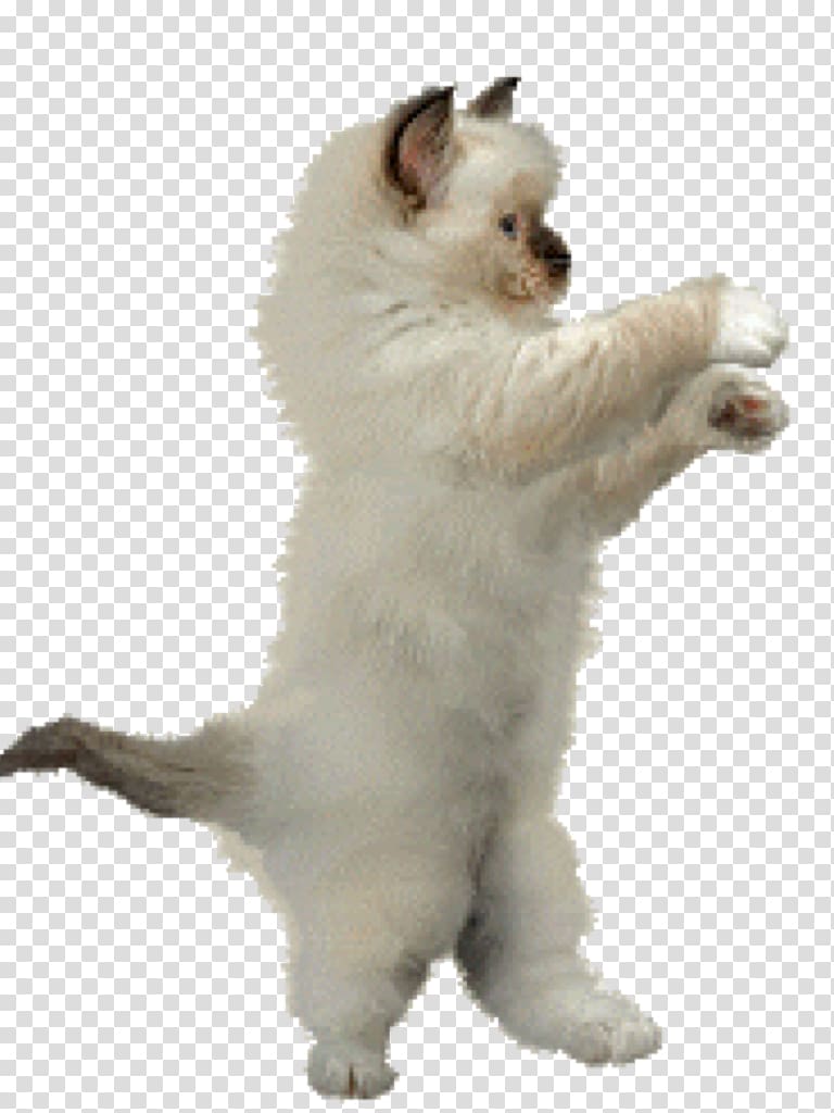 Dance Animation Cat , Animation transparent background PNG clipart