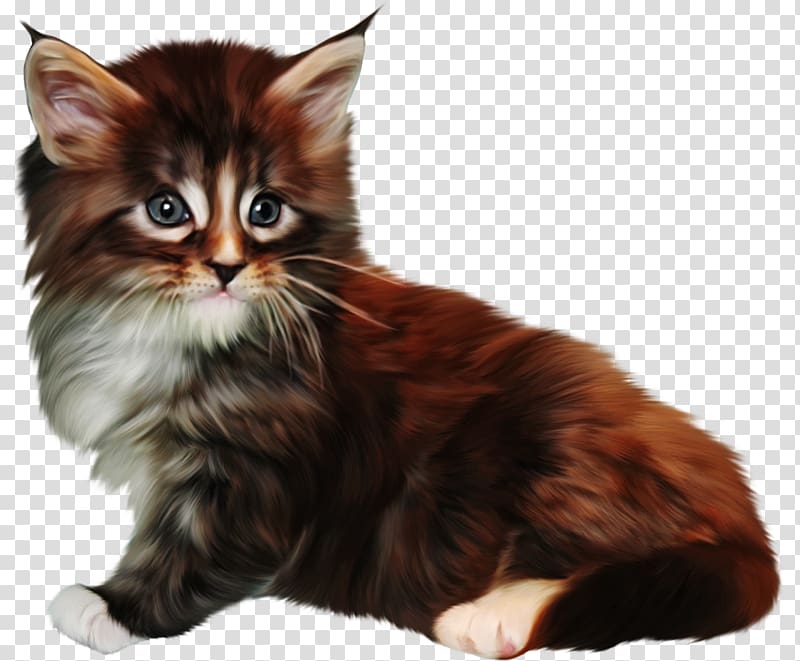 Norwegian Forest cat Kurilian Bobtail Asian Semi-longhair Maine Coon Cymric cat, kitten transparent background PNG clipart