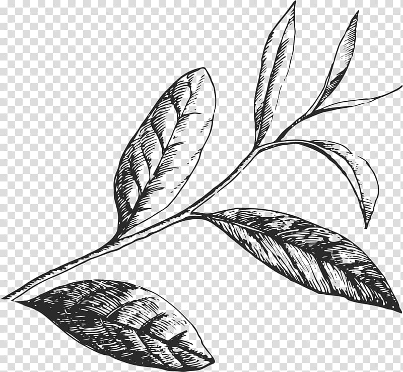 black leafed plant illustration, Coffee Green tea /m/02csf Journey Toward Greatness, Coffee transparent background PNG clipart