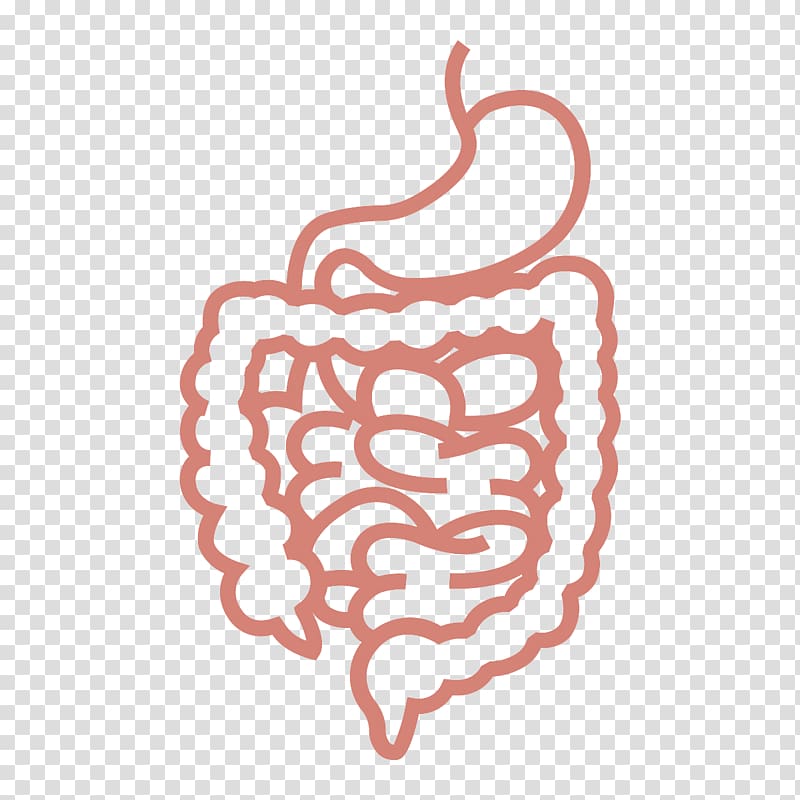 Gastrointestinal tract Computer Icons Human digestive system , others transparent background PNG clipart