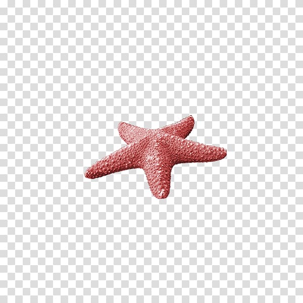 Starfish Sea, starfish transparent background PNG clipart