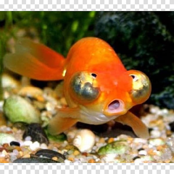 Comet Telescope Common goldfish Celestial Eye Oranda, fish transparent background PNG clipart