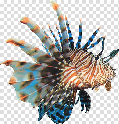 brown, orange, and blue lionfish, Coral reef fish Red lionfish , coral sea transparent background PNG clipart
