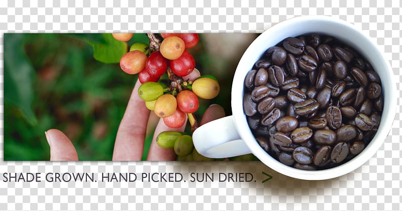 Chocolate-covered coffee bean Instant coffee Finca La Despensa Aroma of the Andes Coffee, shading beans transparent background PNG clipart