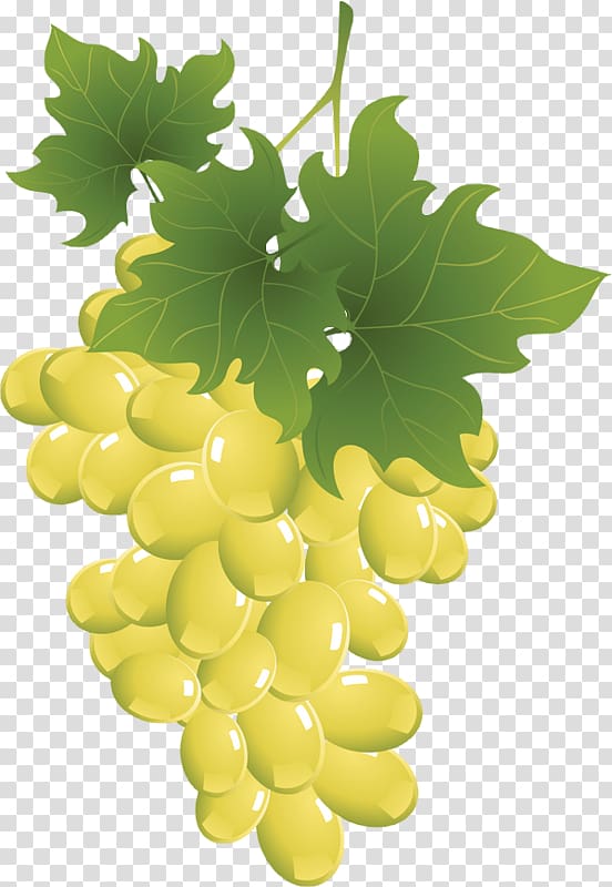 Sultana Grape Seedless fruit Raceme Drawing, raisin transparent background PNG clipart