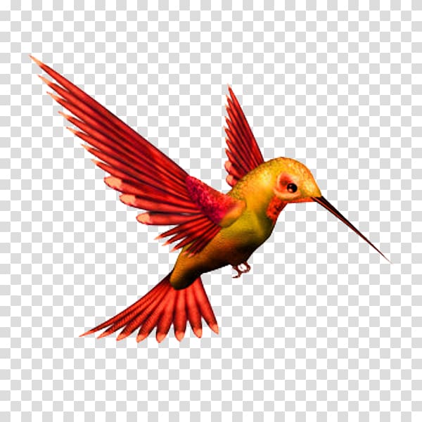 Hummingbird Kingfisher , Bird transparent background PNG clipart