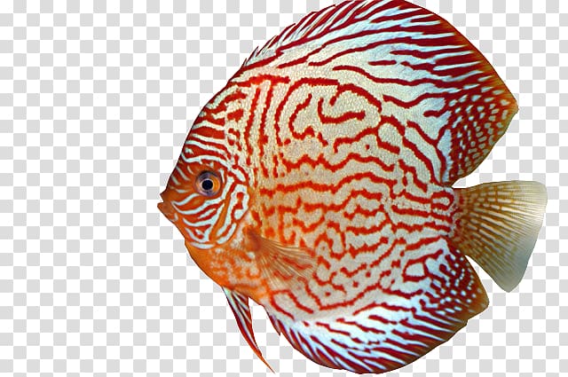 Fish Discus Marine biology Aquarium Eye, fish transparent background PNG clipart