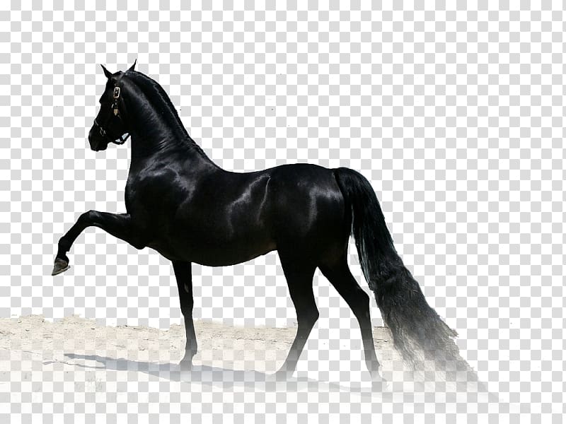 Arabian horse Thoroughbred Stallion Paso Fino Akhal-Teke, others transparent background PNG clipart